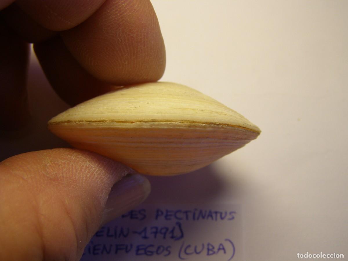 Coleccionismo de moluscos: Bivalvo shell phacoides pectinatus. Cuba. - Foto 4