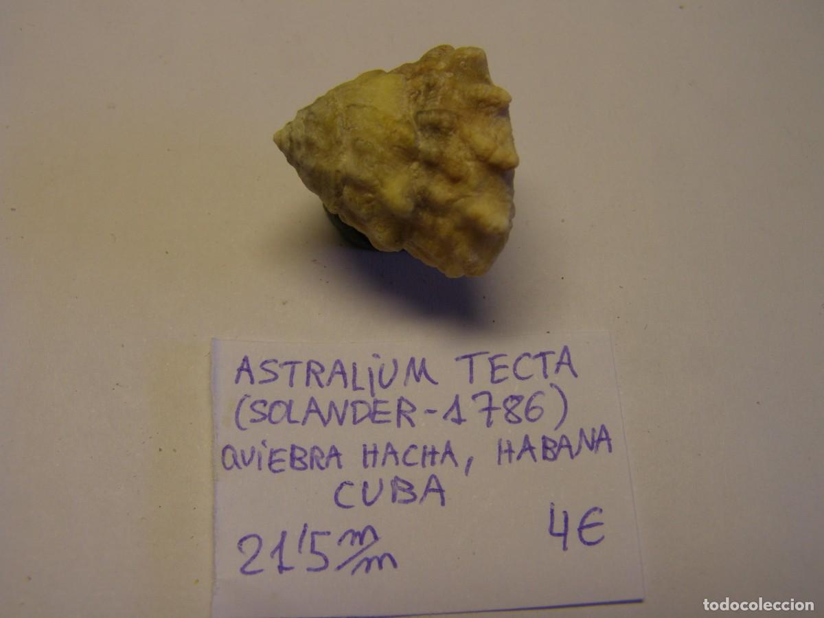 Coleccionismo de moluscos: Caracol snail shell astralium tecta. Cuba. - Foto 1