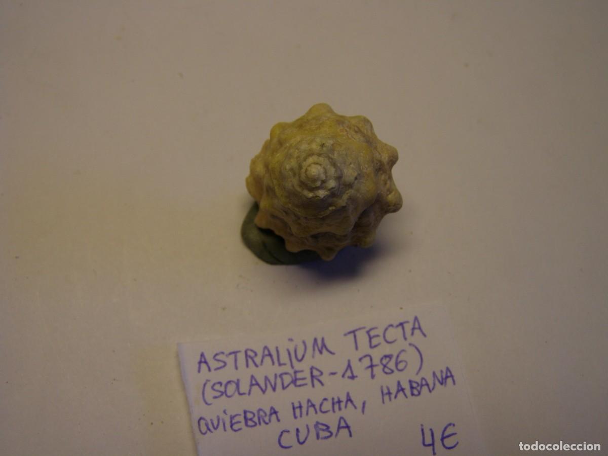 Coleccionismo de moluscos: Caracol snail shell astralium tecta. Cuba. - Foto 2