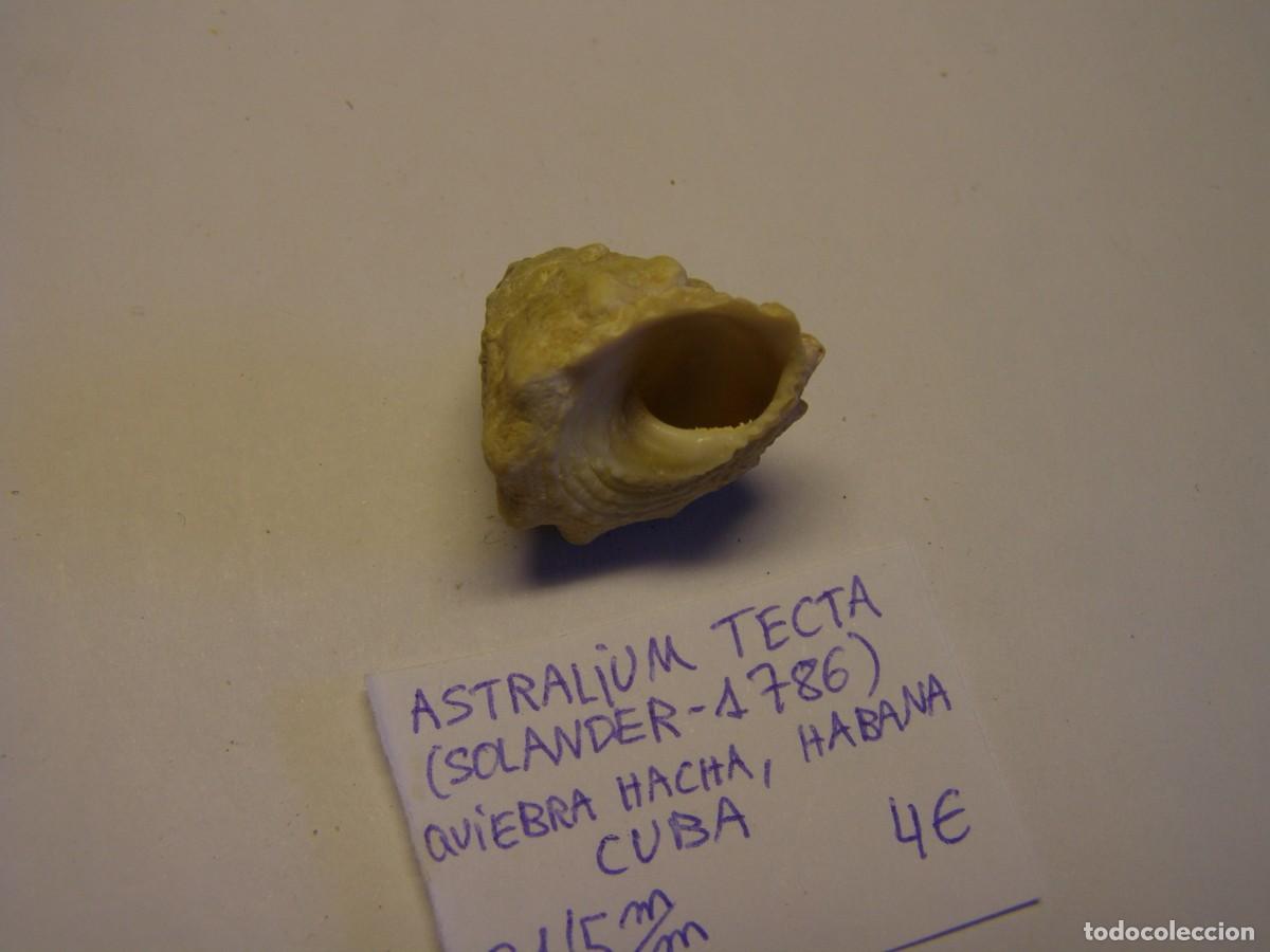Coleccionismo de moluscos: Caracol snail shell astralium tecta. Cuba. - Foto 3