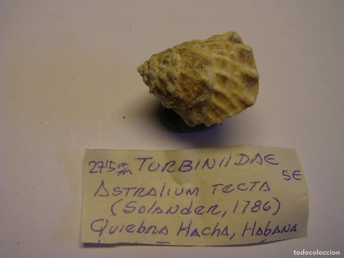 Coleccionismo de moluscos: Caracol snail shell astralium tecta. Cuba. - Foto 1
