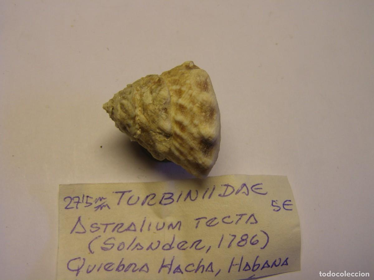 Coleccionismo de moluscos: Caracol snail shell astralium tecta. Cuba. - Foto 2