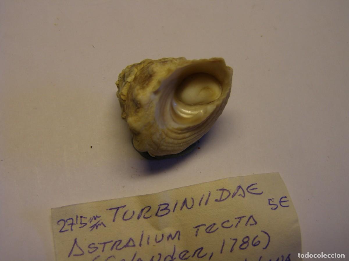 Coleccionismo de moluscos: Caracol snail shell astralium tecta. Cuba. - Foto 3