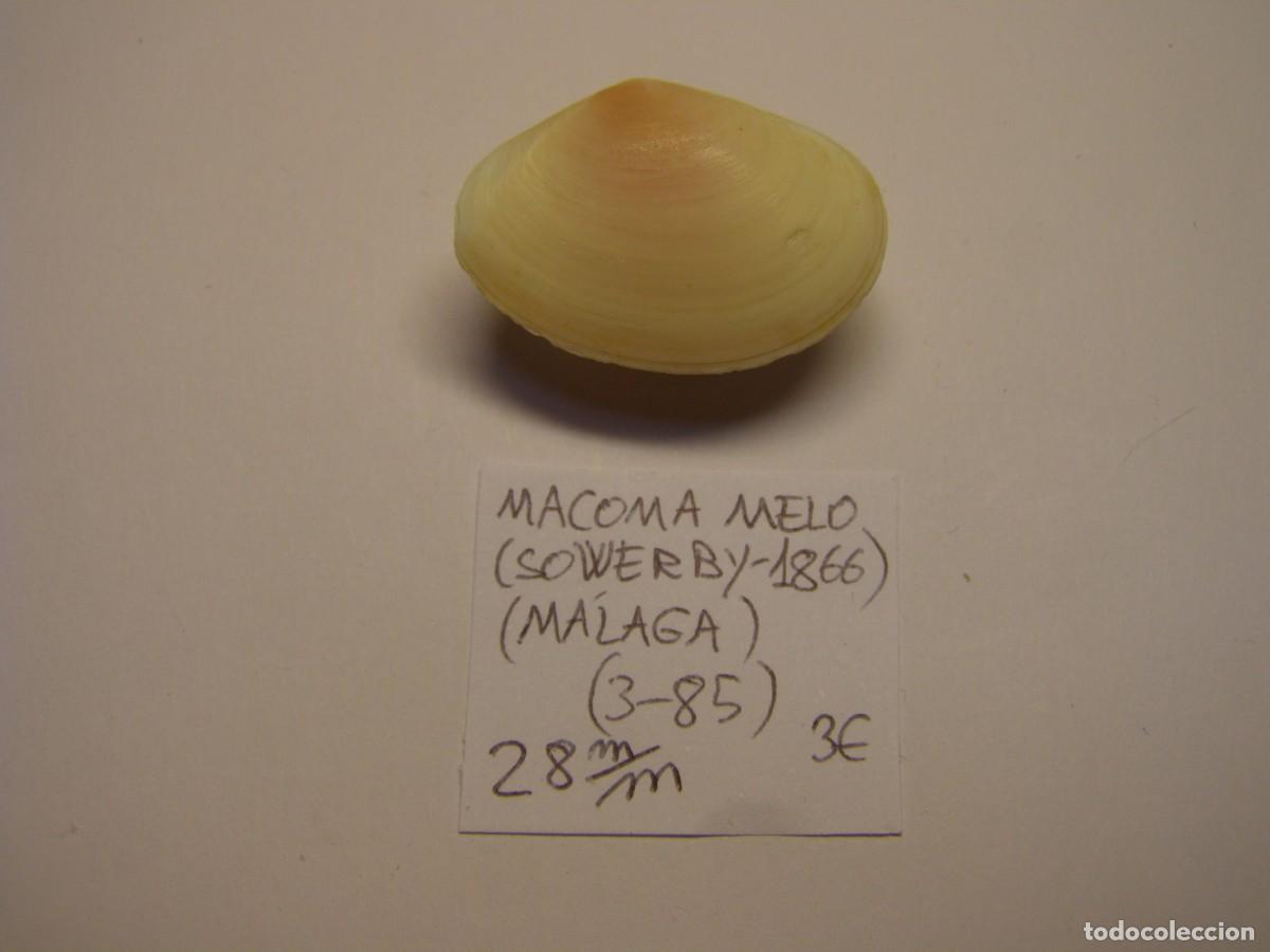 Coleccionismo de moluscos: Bivalvo shell macoma melo. M&aacute;laga. - Foto 1