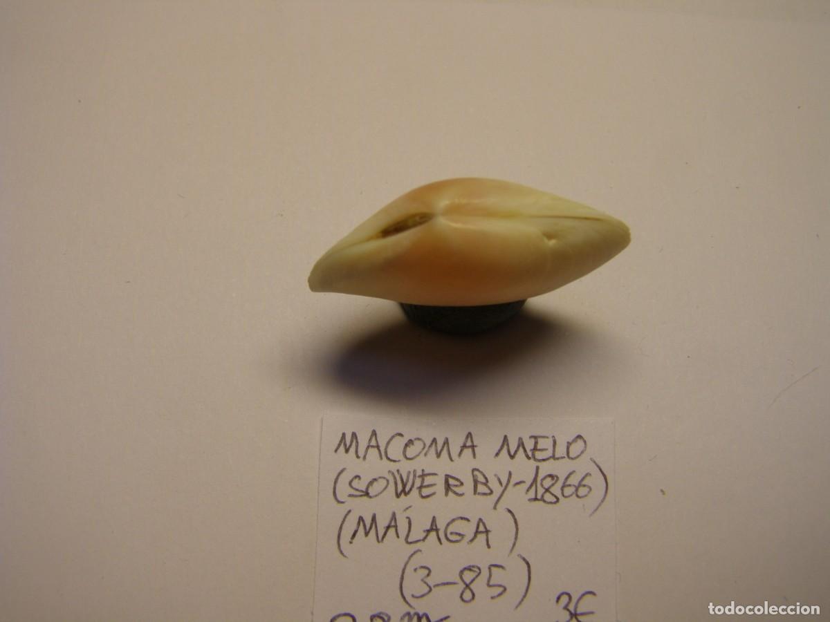 Coleccionismo de moluscos: Bivalvo shell macoma melo. M&aacute;laga. - Foto 2