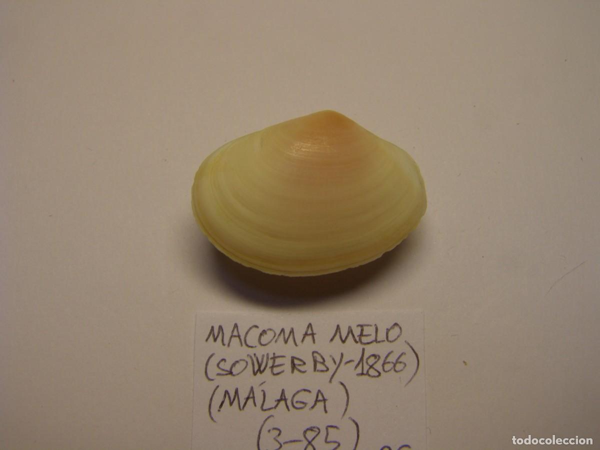 Coleccionismo de moluscos: Bivalvo shell macoma melo. M&aacute;laga. - Foto 3