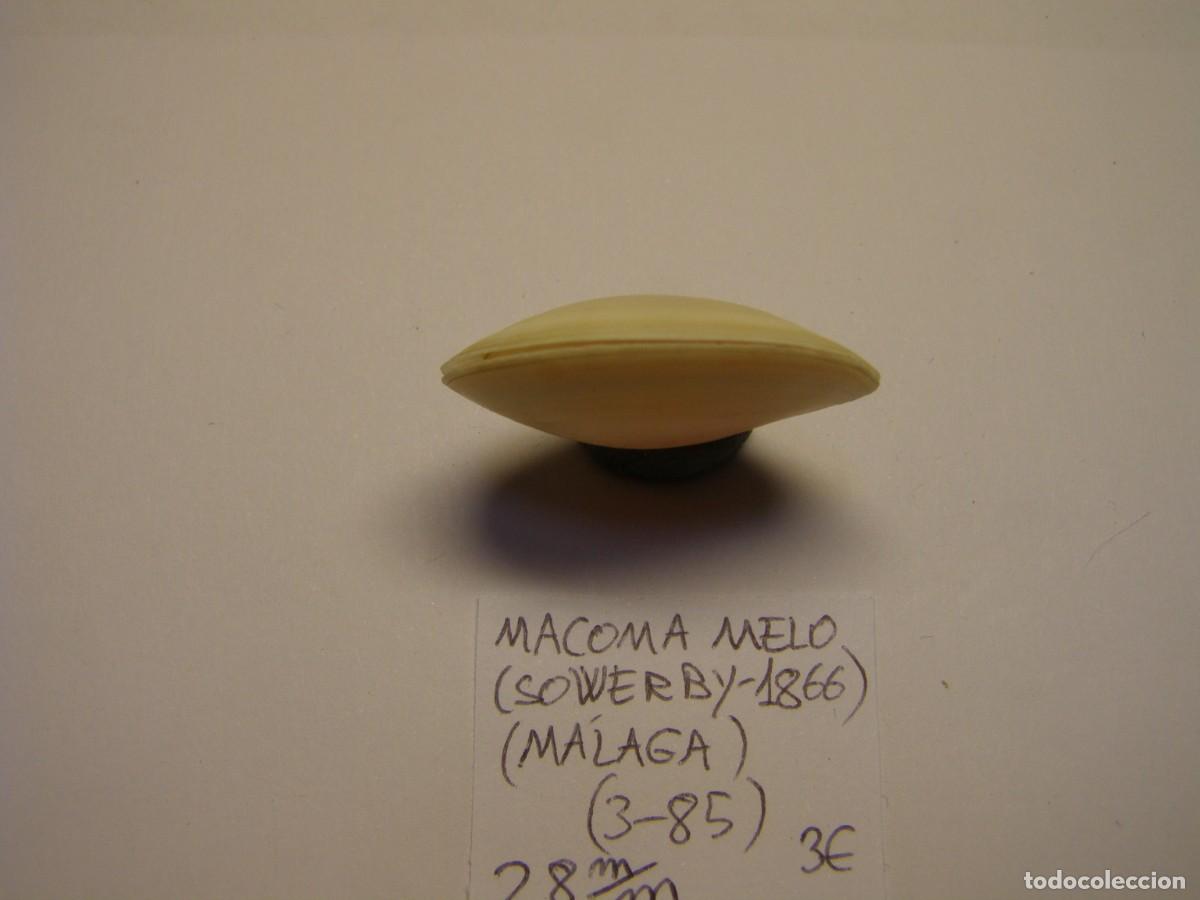 Coleccionismo de moluscos: Bivalvo shell macoma melo. M&aacute;laga. - Foto 4