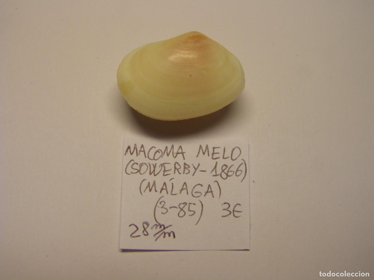 Coleccionismo de moluscos: Bivalvo shell macoma melo. M&aacute;laga. - Foto 1