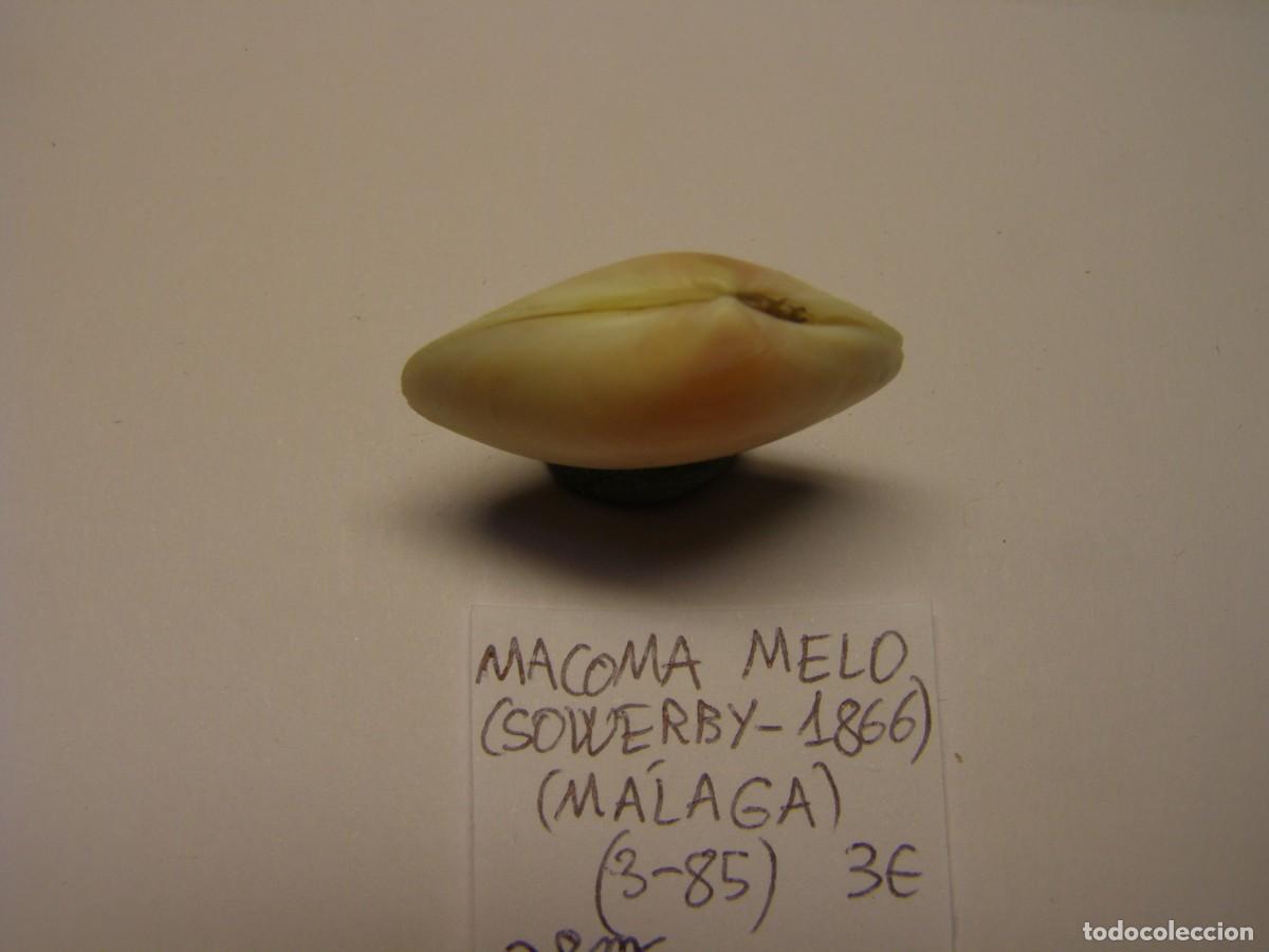 Coleccionismo de moluscos: Bivalvo shell macoma melo. M&aacute;laga. - Foto 2