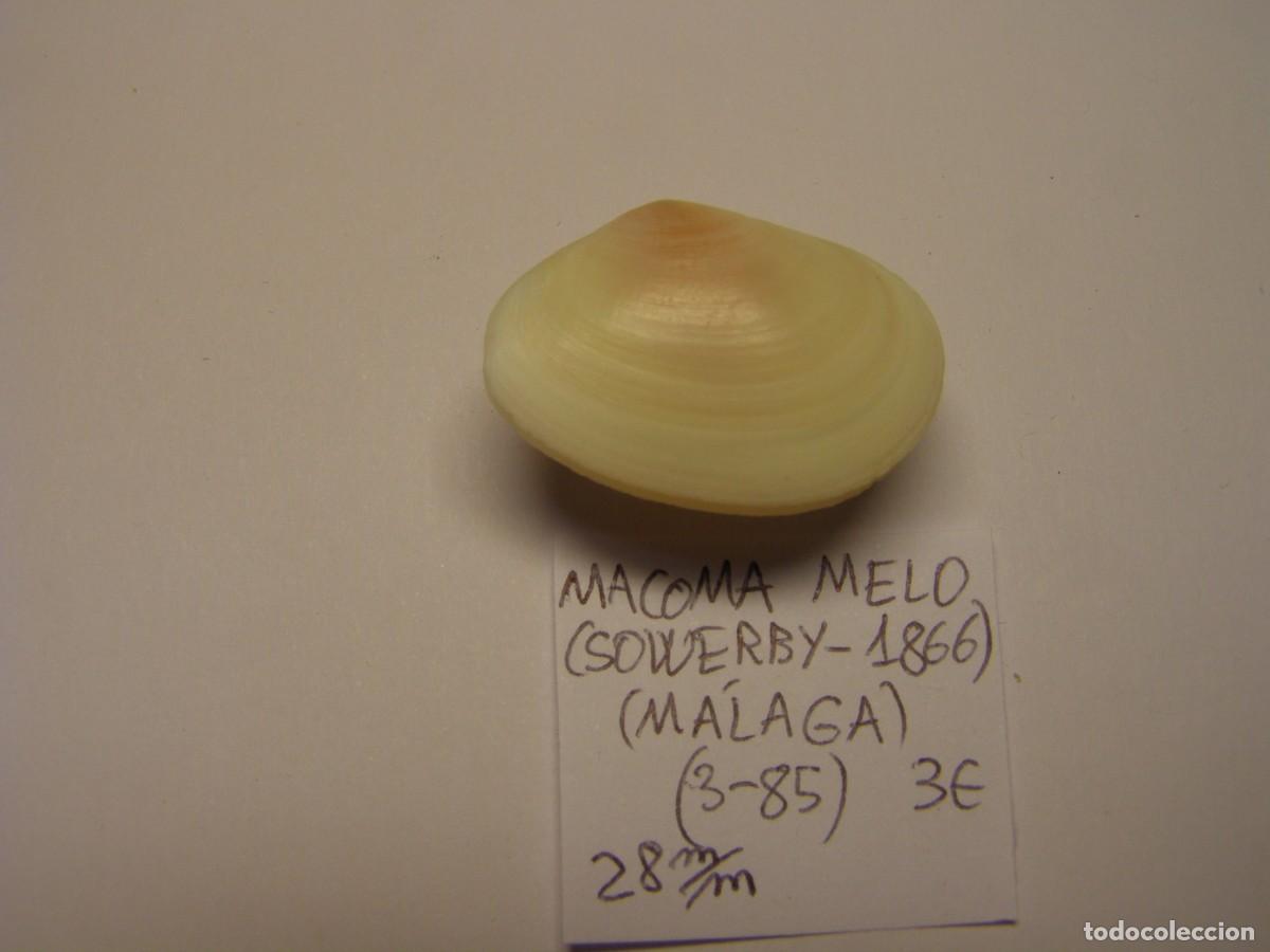 Coleccionismo de moluscos: Bivalvo shell macoma melo. M&aacute;laga. - Foto 3
