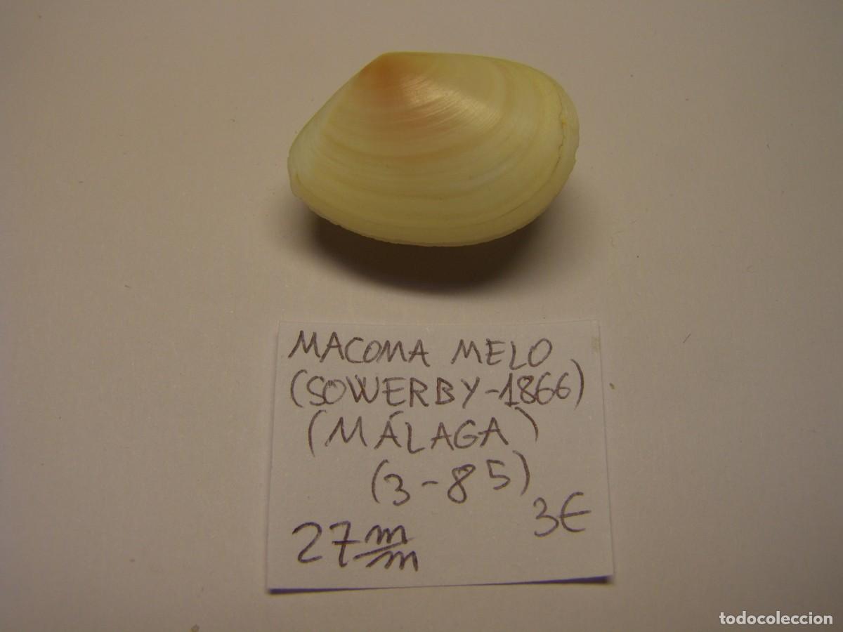 Coleccionismo de moluscos: Bivalvo shell macoma melo. M&aacute;laga. - Foto 1