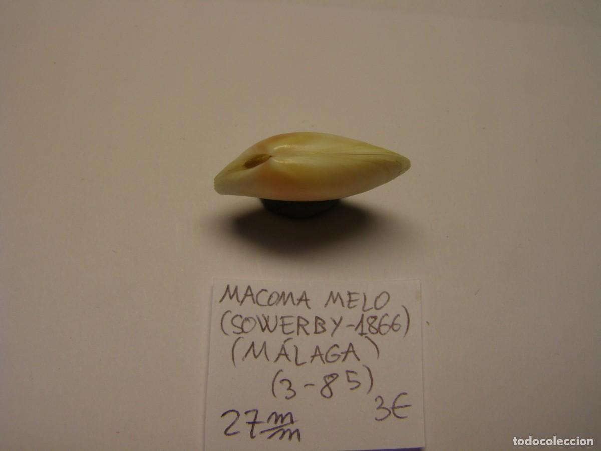 Coleccionismo de moluscos: Bivalvo shell macoma melo. M&aacute;laga. - Foto 2