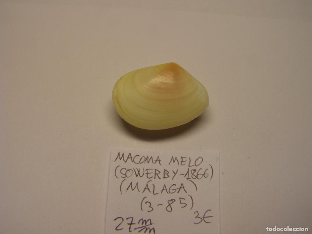 Coleccionismo de moluscos: Bivalvo shell macoma melo. M&aacute;laga. - Foto 3