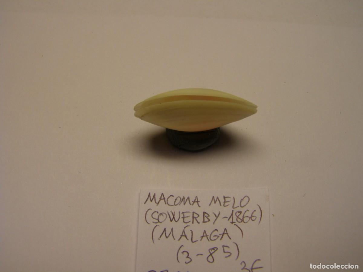 Coleccionismo de moluscos: Bivalvo shell macoma melo. M&aacute;laga. - Foto 4
