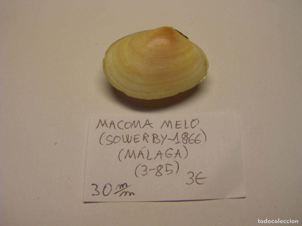 Coleccionismo de moluscos: Bivalvo shell macoma melo. M&aacute;laga. - Foto 1