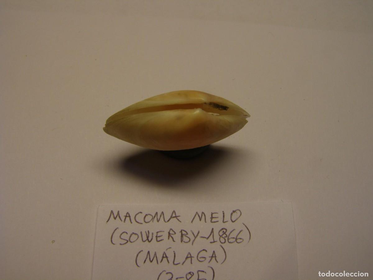 Coleccionismo de moluscos: Bivalvo shell macoma melo. M&aacute;laga. - Foto 2