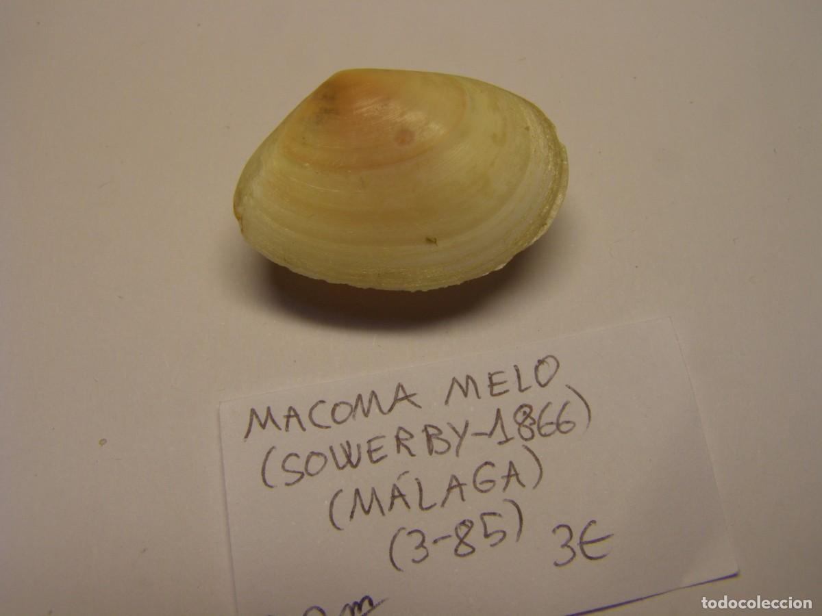 Coleccionismo de moluscos: Bivalvo shell macoma melo. M&aacute;laga. - Foto 3