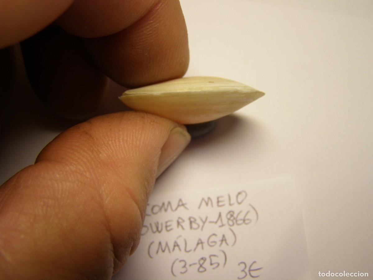 Coleccionismo de moluscos: Bivalvo shell macoma melo. M&aacute;laga. - Foto 4