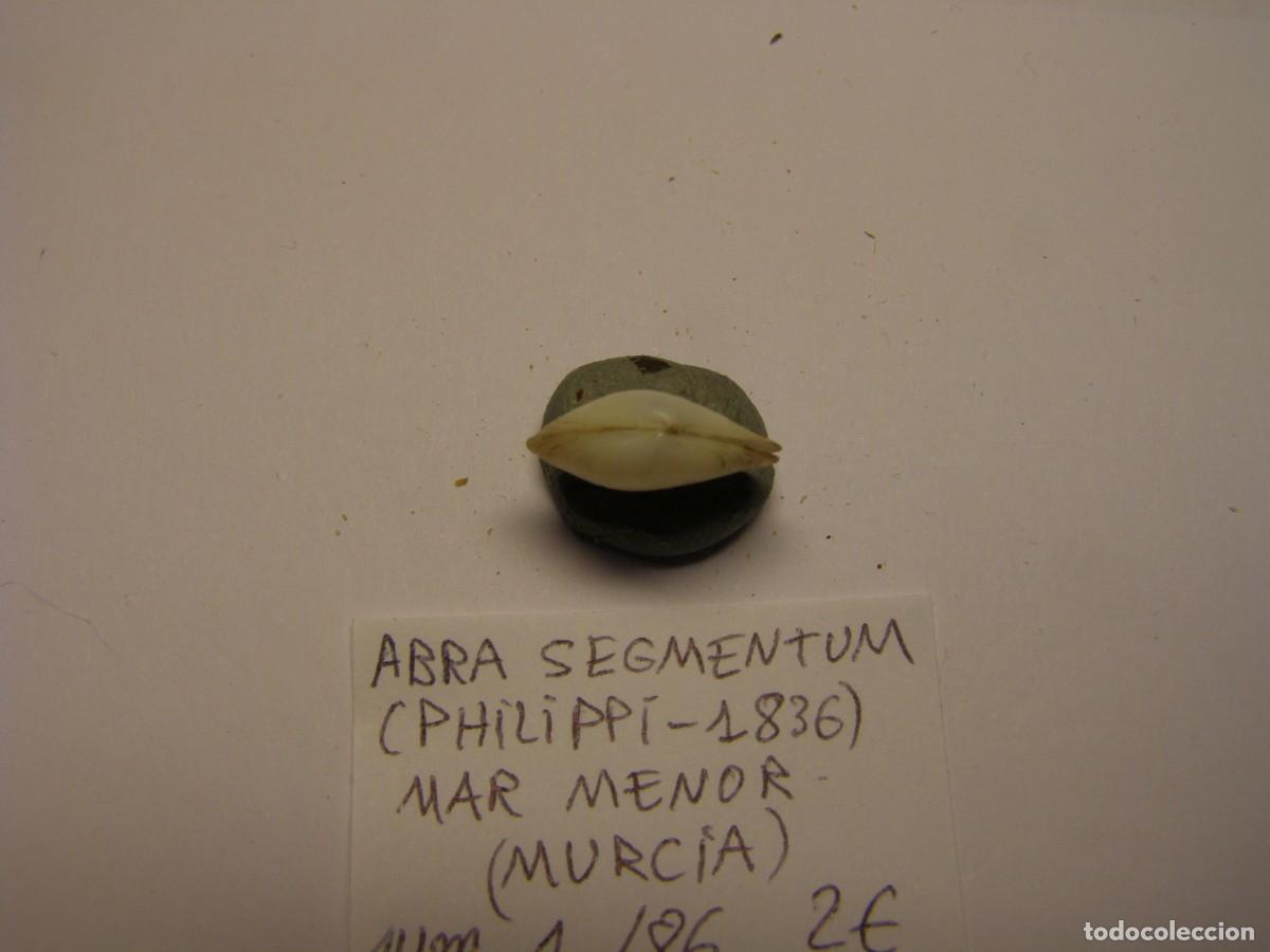 Coleccionismo de moluscos: Bivalvo shell abra segmentum. Murcia. - Foto 1