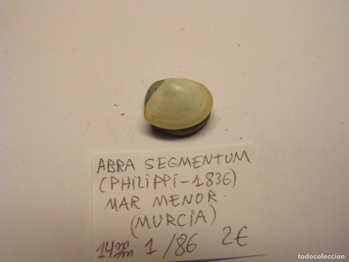 Coleccionismo de moluscos: Bivalvo shell abra segmentum. Murcia. - Foto 2