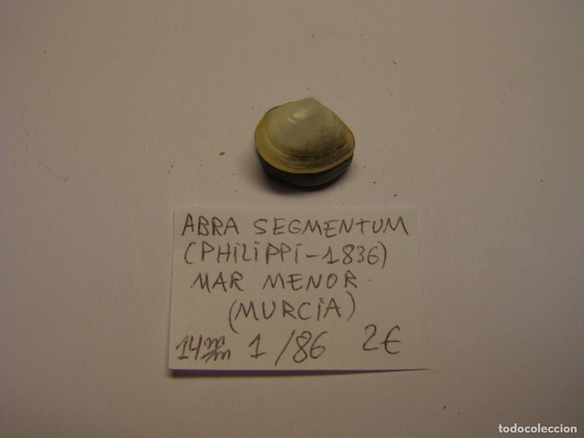 Coleccionismo de moluscos: Bivalvo shell abra segmentum. Murcia. - Foto 3