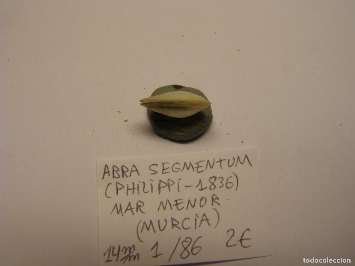 Coleccionismo de moluscos: Bivalvo shell abra segmentum. Murcia. - Foto 4