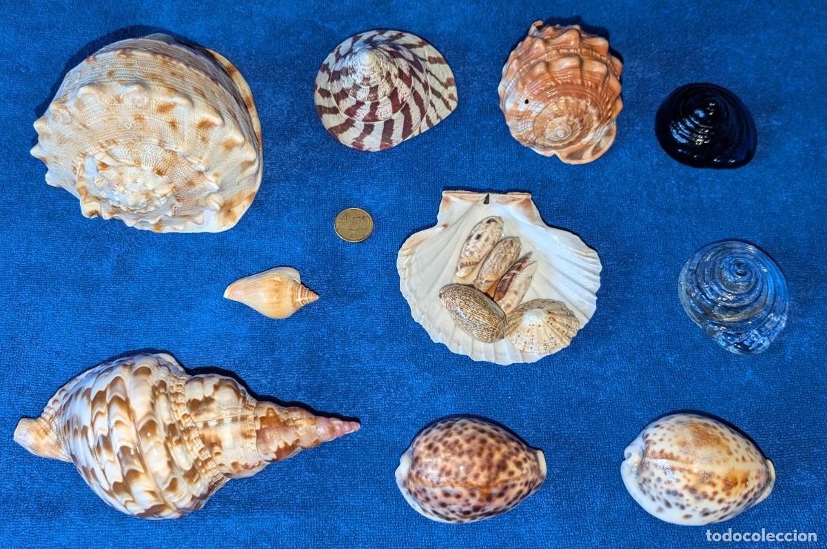 Coleccionismo de moluscos: Lote de conchas marinas para decoraci&oacute;n &iexcl;Impecables! - Foto 1