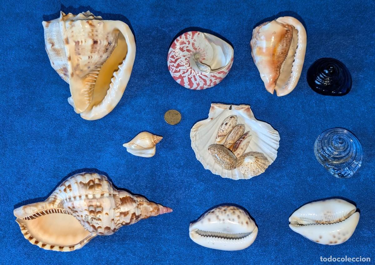 Coleccionismo de moluscos: Lote de conchas marinas para decoraci&oacute;n &iexcl;Impecables! - Foto 2