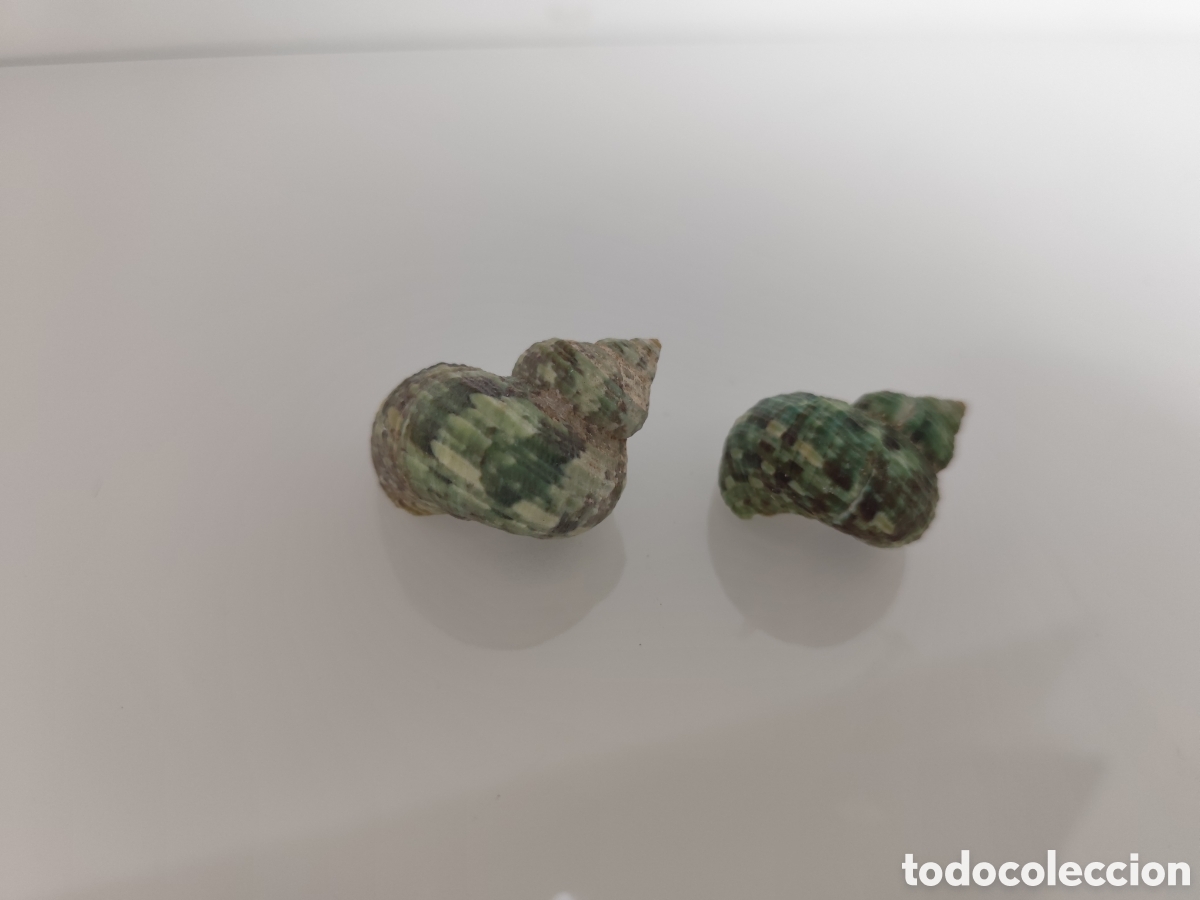 Coleccionismo de moluscos: Par de caracolas verdes colecci&oacute;n . - Foto 2