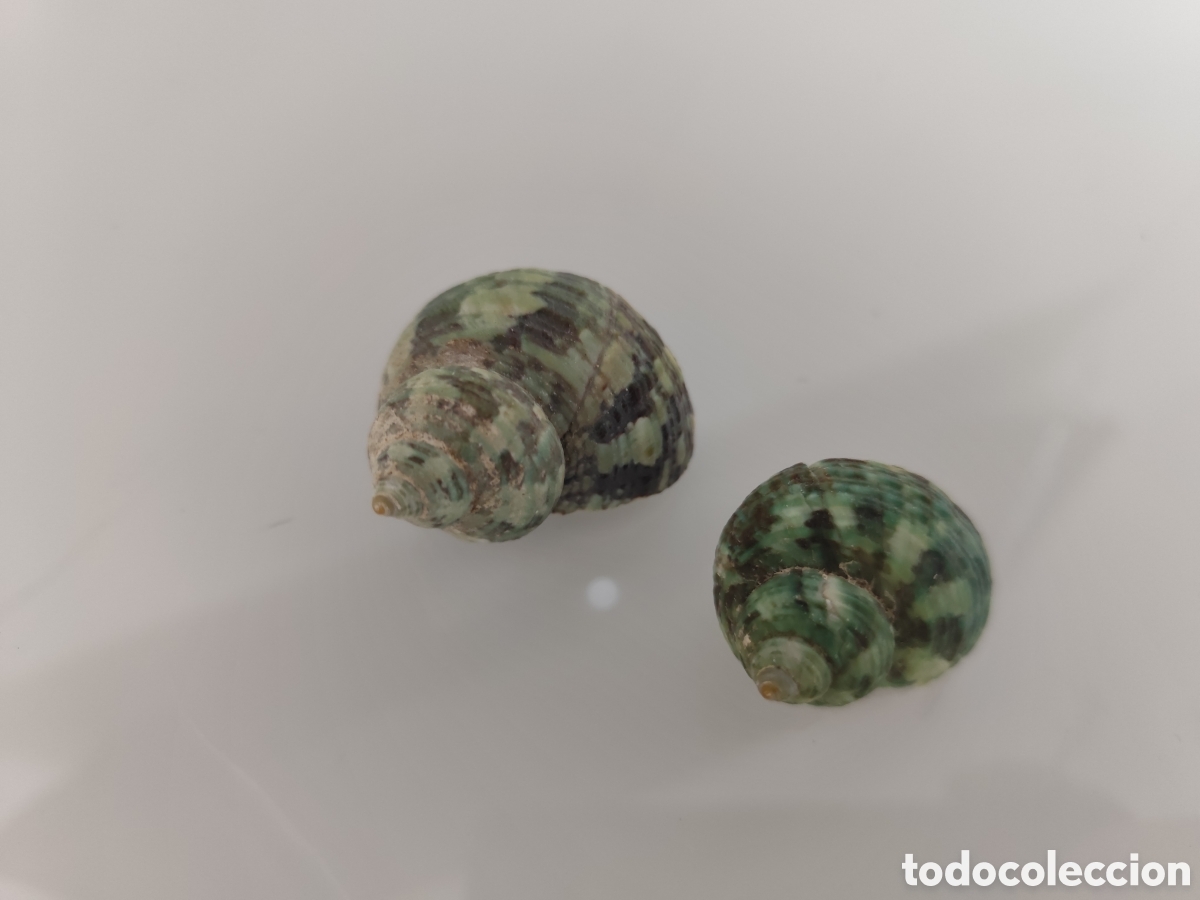 Coleccionismo de moluscos: Par de caracolas verdes colecci&oacute;n . - Foto 1