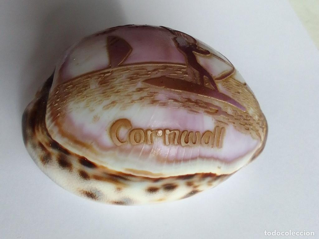 Coleccionismo de moluscos: Cowrie concha grabado Cornwall - Foto 1