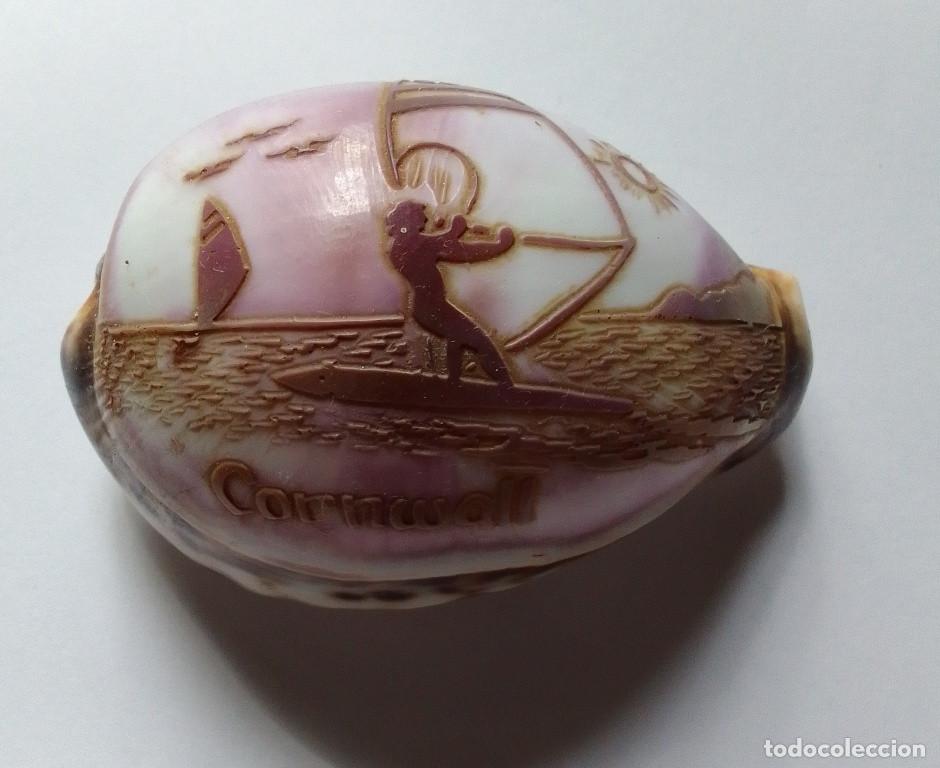 Coleccionismo de moluscos: Cowrie concha grabado Cornwall - Foto 2