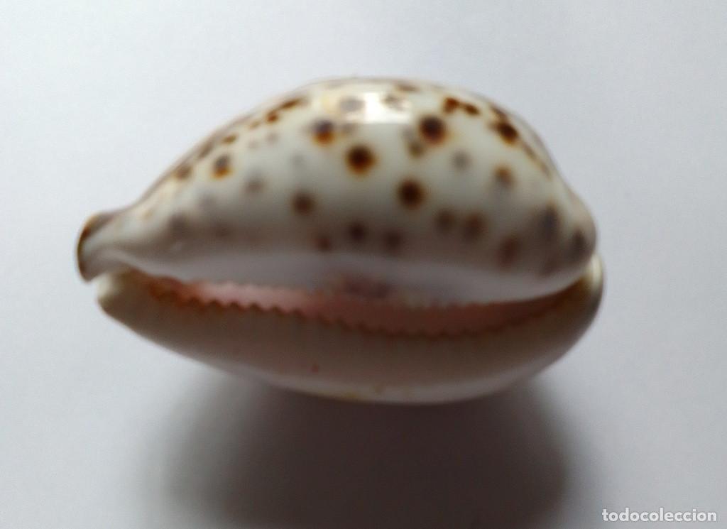 Coleccionismo de moluscos: Cowrie concha grabado Cornwall - Foto 3