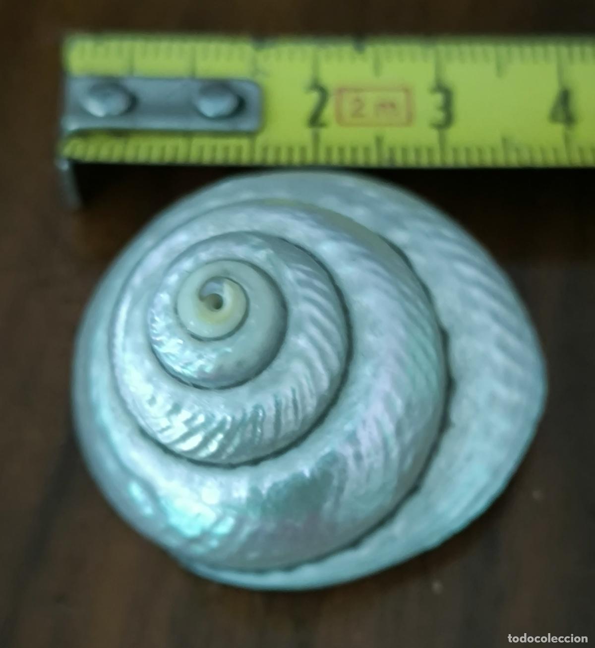 Coleccionismo de moluscos: CONCHA NACARADA 3,5 CM. - Foto 1
