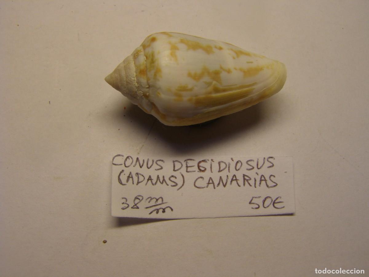 Coleccionismo de moluscos: Caracol snail shell conus decidiosus. Canarias. - Foto 1