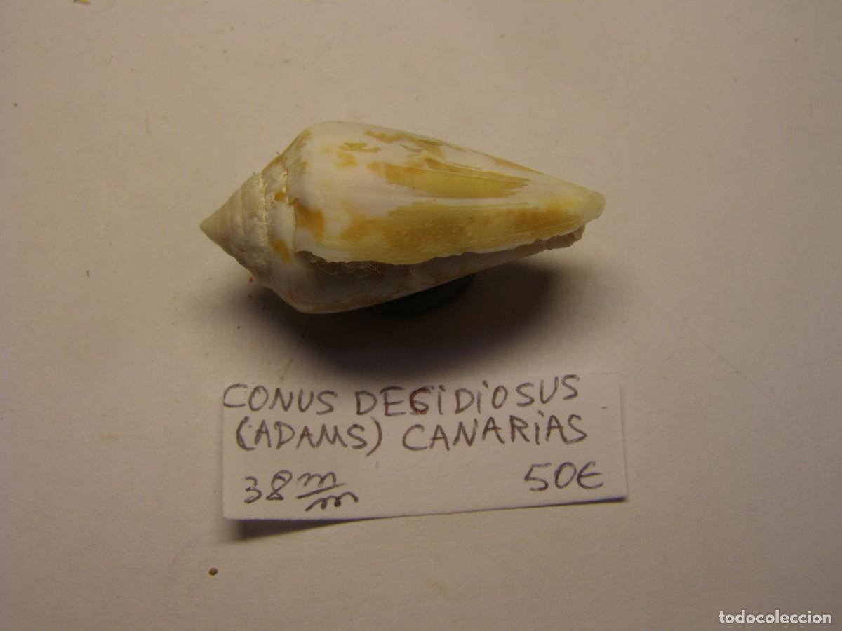 Coleccionismo de moluscos: Caracol snail shell conus decidiosus. Canarias. - Foto 2