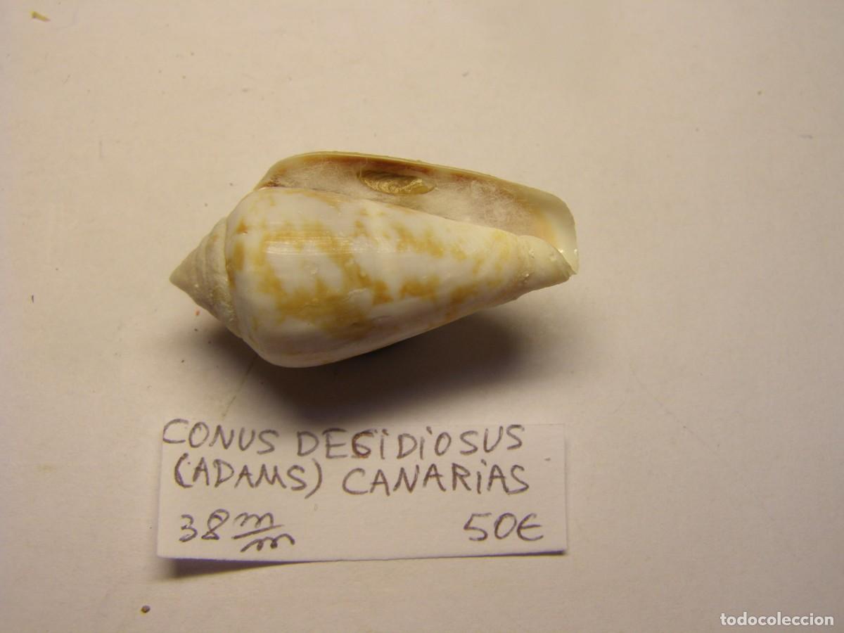 Coleccionismo de moluscos: Caracol snail shell conus decidiosus. Canarias. - Foto 3
