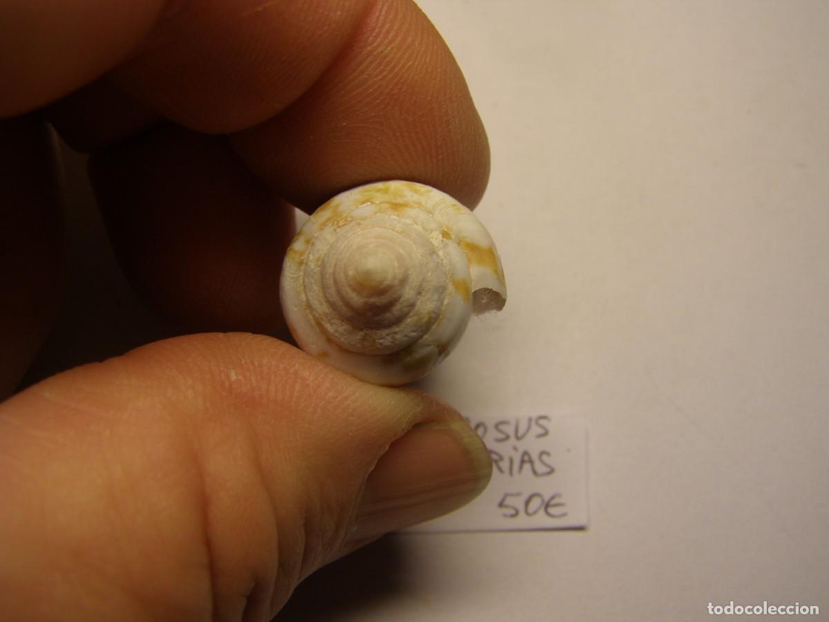 Coleccionismo de moluscos: Caracol snail shell conus decidiosus. Canarias. - Foto 4