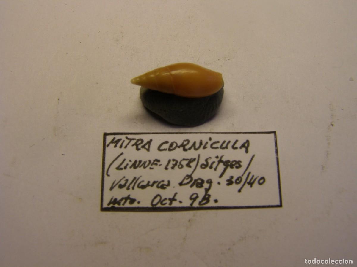 Coleccionismo de moluscos: Caracol snail shell mitra cornicula. Barcelona. - Foto 1