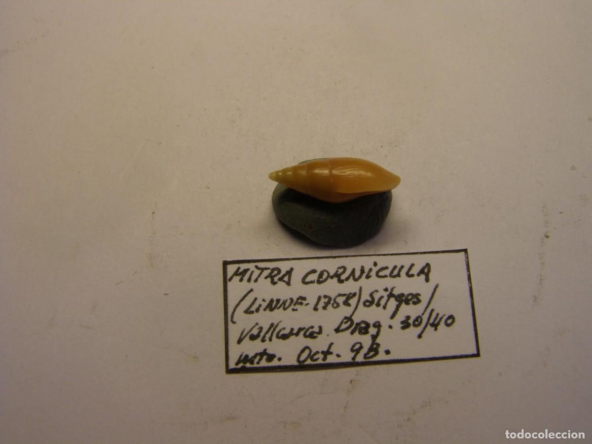 Coleccionismo de moluscos: Caracol snail shell mitra cornicula. Barcelona. - Foto 2
