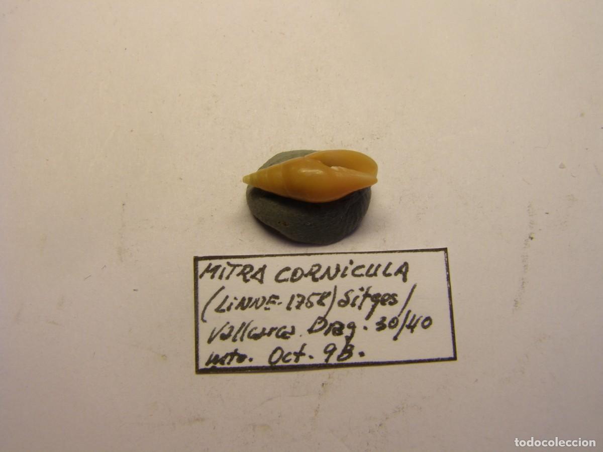 Coleccionismo de moluscos: Caracol snail shell mitra cornicula. Barcelona. - Foto 3