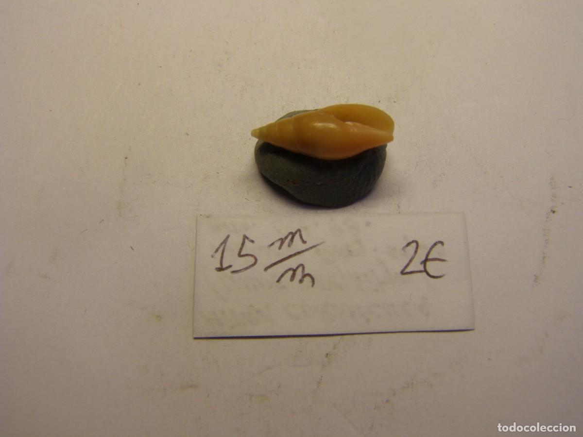 Coleccionismo de moluscos: Caracol snail shell mitra cornicula. Barcelona. - Foto 4