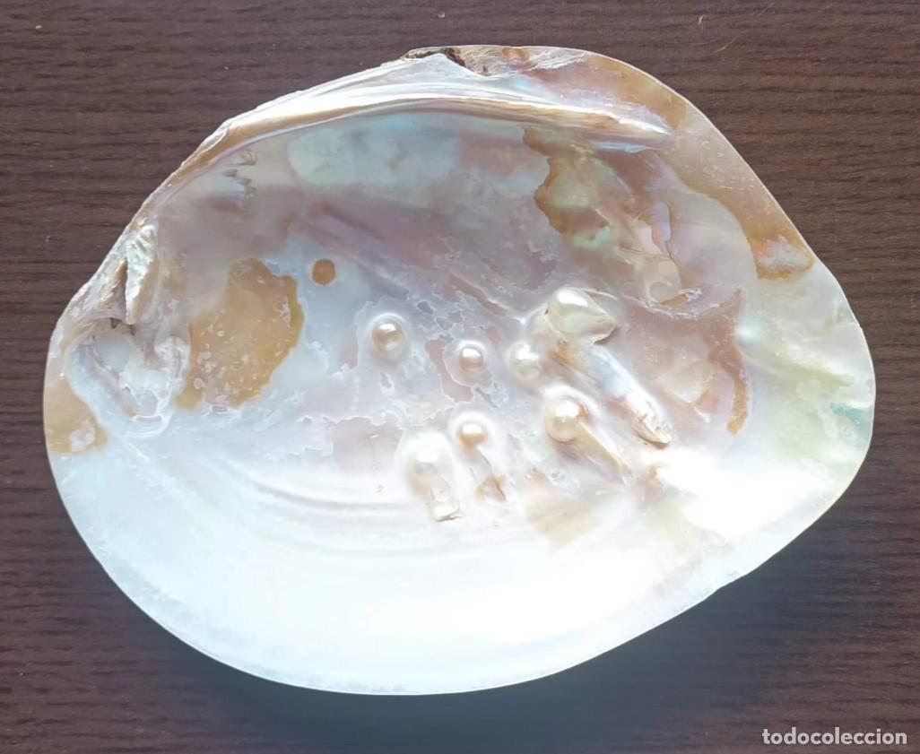 Coleccionismo de moluscos: Concha de madreperla con varias perlas - Foto 1