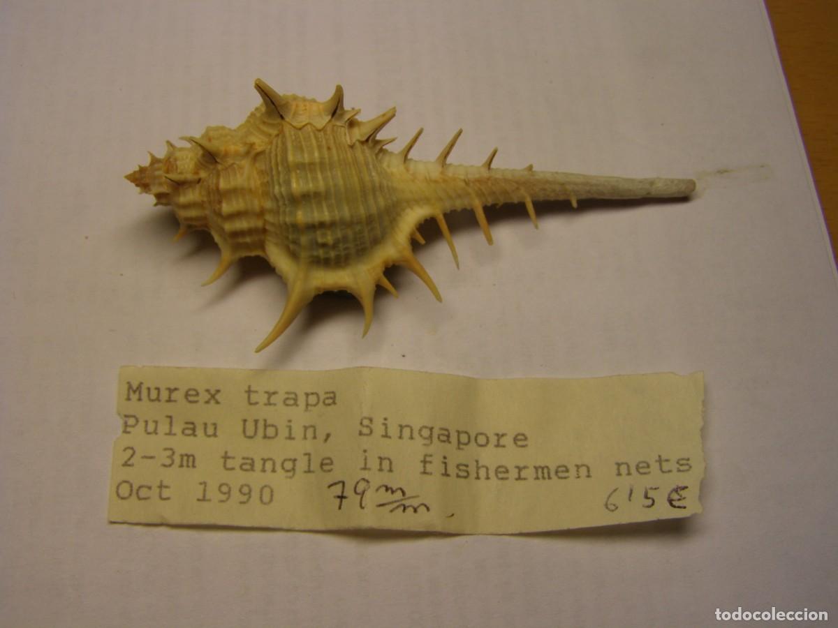Coleccionismo de moluscos: Caracol snail shell murex trapa. Singapur. - Foto 1