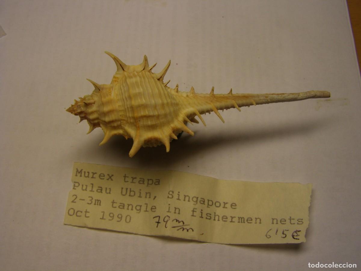 Coleccionismo de moluscos: Caracol snail shell murex trapa. Singapur. - Foto 2