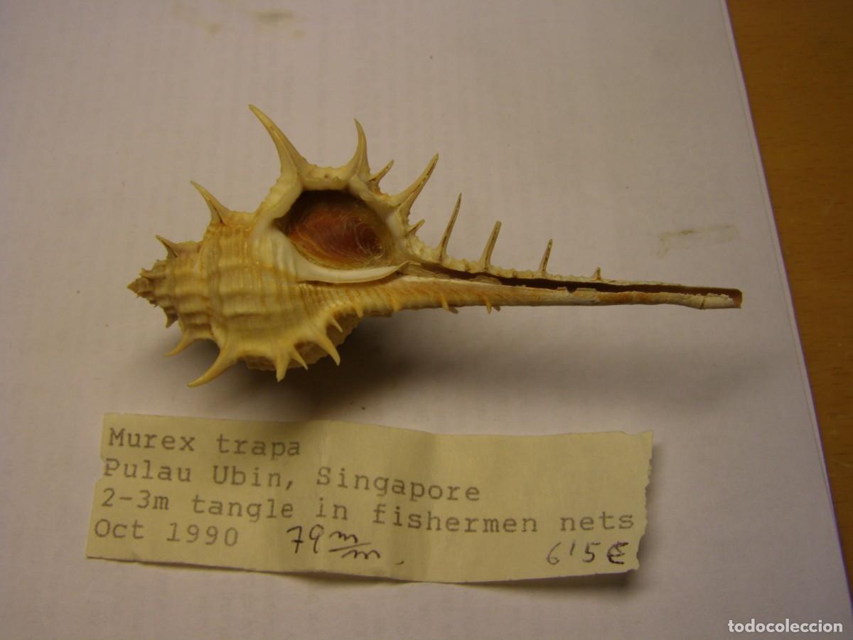 Coleccionismo de moluscos: Caracol snail shell murex trapa. Singapur. - Foto 3