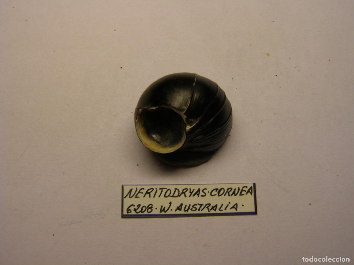 Coleccionismo de moluscos: Caracol snail shell neritodryas cornea. Australia. - Foto 1