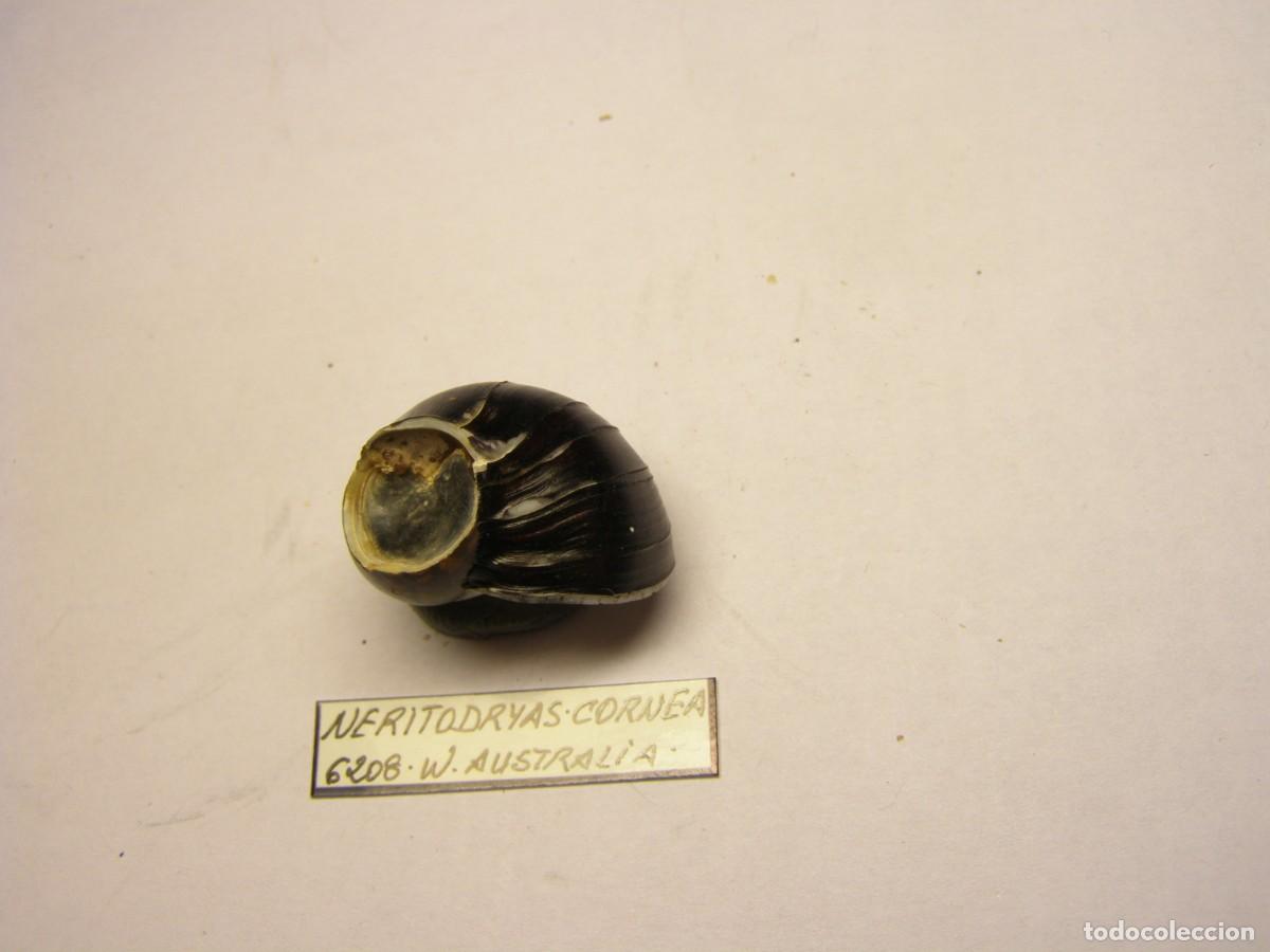 Coleccionismo de moluscos: Caracol snail shell neritodryas cornea. Australia. - Foto 2