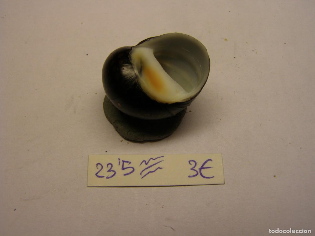 Coleccionismo de moluscos: Caracol snail shell neritodryas cornea. Australia. - Foto 3
