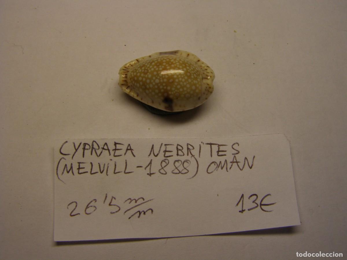 Coleccionismo de moluscos: Caracol snail shell cypraea nebrites. Oman. - Foto 1